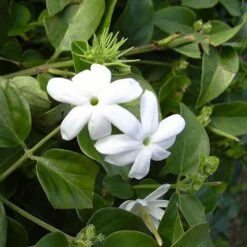 CONCIME IDROSOLUBILE ENERGY ROSSO 1 KG 7 CONCIME IDROSOLUBILE ENERGY ROSSO 1 KG -Protezioni per piante in Italia 12211139 3