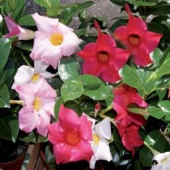 CONCIME IDROSOLUBILE ENERGY ROSSO 1 KG 8 CONCIME IDROSOLUBILE ENERGY ROSSO 1 KG -Protezioni per piante in Italia 12211139 4