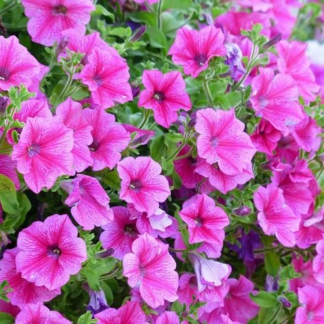 CONCIME IDROSOLUBILE ENERGY ROSSO 1 KG 5 CONCIME IDROSOLUBILE ENERGY ROSSO 1 KG - immagine 5