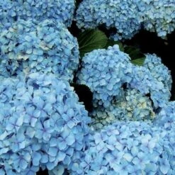 CONCIME IN POLVERE AZZURRANTE PER ORTENSIE 1 KG -Protezioni per piante in Italia 12257605 3