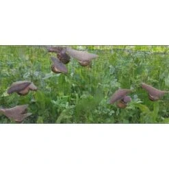 Protezioni per piante in Italia -Protezioni per piante in Italia 25108658 2