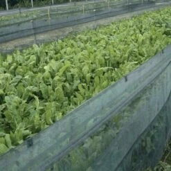 RETE PER ALLEVAMENTO LUMACHE ANTILUMACA ANTI LUMACA MT 1X100 CON 2 BALZI (34184) 7 RETE PER ALLEVAMENTO LUMACHE ANTILUMACA ANTI LUMACA MT 1X100 CON 2 BALZI (34184) -Protezioni per piante in Italia 25108658 4