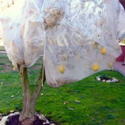 Telo Tessuto Non Tessuto Cappuccio - 5 Telo Tessuto Non Tessuto Cappuccio - -Protezioni per piante in Italia 27161237 3