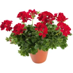 CONCIME NUTRIENTE TOTALE Professionale 20-20-20 + ESTRATTI DI ALGHE MARINE 1 KG -Protezioni per piante in Italia 30694304 5