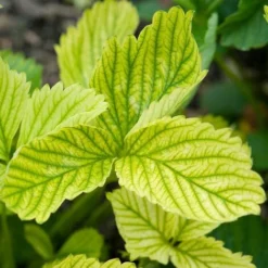 CONCIME Riverdente CHELATO DI FERRO Ingiallimento Foglia KIRON PLUS 1 KG GREEN -Protezioni per piante in Italia 30696113 2