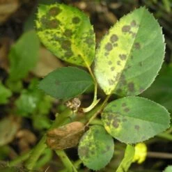 Poltiglia Bordolese Contro Malattie Fungine EUROPOLT Vebi 1 Kg 5 Poltiglia Bordolese Contro Malattie Fungine EUROPOLT Vebi 1 Kg -Protezioni per piante in Italia 30696265 3