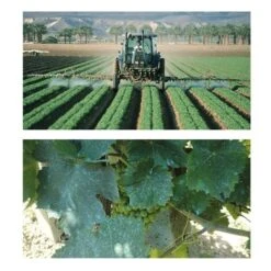 Europolt POLTI 20 Poltiglia Rame Boro Concime Vite Orto Olivo 5 KG 7 Europolt POLTI 20 Poltiglia Rame Boro Concime Vite Orto Olivo 5 KG -Protezioni per piante in Italia 31655768 3