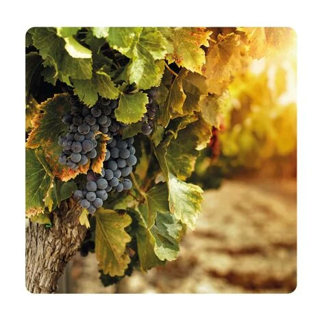 Europolt POLTI 20 Poltiglia Rame Boro Concime Vite Orto Olivo 5 KG 4 Europolt POLTI 20 Poltiglia Rame Boro Concime Vite Orto Olivo 5 KG - immagine 4