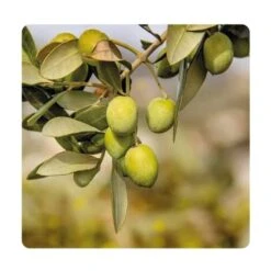 Europolt POLTI 20 Poltiglia Rame Boro Concime Vite Orto Olivo 5 KG 9 Europolt POLTI 20 Poltiglia Rame Boro Concime Vite Orto Olivo 5 KG -Protezioni per piante in Italia 31655768 5