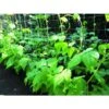 Rete Sostegno Per Ortaggi Piante Rampicanti E Fiori Colore Bianco 1,2x30 Mt Confine