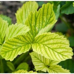 FERRO CHELATO Concime Riverdente UNIVERSALE PER CLOROSI In Fiale 10 Pz Flortis -Protezioni per piante in Italia 48334172 3