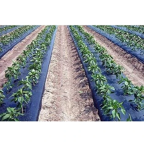 TELO FILM PACCIAMATURA BOBINA DA 200 M FORI SFALSATI 40x40 Cm LARG. 1 M 2 TELO FILM PACCIAMATURA BOBINA DA 200 M FORI SFALSATI 40x40 Cm LARG. 1 M - immagine 2