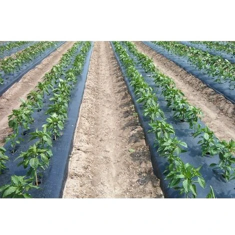 TELO FILM PACCIAMATURA BOBINA DA 1000 M FORATO IN LINEA 60 Cm LARG. 1 M 2 TELO FILM PACCIAMATURA BOBINA DA 1000 M FORATO IN LINEA 60 Cm LARG. 1 M - immagine 2