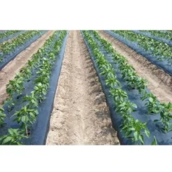 TELO FILM PACCIAMATURA BOBINA DA 200 M NON FORATO LARG. 1 M 3 TELO FILM PACCIAMATURA BOBINA DA 200 M NON FORATO LARG. 1 M -Protezioni per piante in Italia 52635550 2