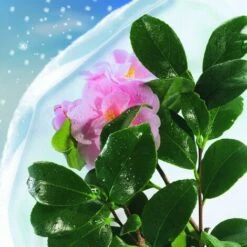 Velo Invernale Hivertex 2 X 10 M Nortene -Protezioni per piante in Italia 58404603 5