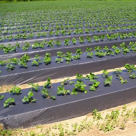 TELO PACCIAMATURA 110CM X 50 M 2 FORI SFALSATO 25-40 FILM POLIETILENE ANTI ERBA 2 TELO PACCIAMATURA 110CM X 50 M 2 FORI SFALSATO 25-40 FILM POLIETILENE ANTI ERBA - immagine 2