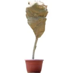 ZOLGINAH Tela, Ca. 100 X 200 Cm, Ca. 230 Gsm, Colore Naturale -Protezioni per piante in Italia 71128034 4