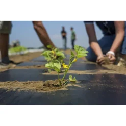 TELO BIO FILM PACCIAMATURA BIODEGRADABILE BOBINA DA 1000 M NON FORATO LARG. 1 METRO PER ORTO E GIARDINO -Protezioni per piante in Italia 82761714 3