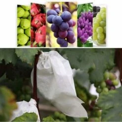 100 Pezzi Giardino Uva Frutta Sacchetti Di Protezione Frutta Foresta Verdure Aiuola Fiori Rete Antiparassitaria Sacchetti Rete Isolante Per Insetti Sacchetti Barriera (200 300mm, Bianco) -Protezioni per piante in Italia 85322264 4