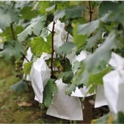 100 Pezzi Giardino Uva Frutta Sacchetti Di Protezione Frutta Foresta Verdure Aiuola Fiori Rete Antiparassitaria Sacchetti Rete Isolante Per Insetti Sacchetti Barriera (200 300mm, Bianco) -Protezioni per piante in Italia 85322264 5