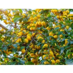 CULTIVERS Phosphoric Rock 20 Kg. Approvvigionamento Naturale Di Fosforo, Calcio E Ferro. 100% Ecologico. Preparazione Del Terreno Prima E Durante Il Raccolto 7 CULTIVERS Phosphoric Rock 20 Kg. Approvvigionamento Naturale Di Fosforo, Calcio E Ferro. 100% Ecologico. Preparazione Del Terreno Prima E Durante Il Raccolto -Protezioni per piante in Italia 93581936 3